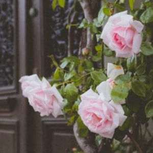 Meet your Posher, Rebekah